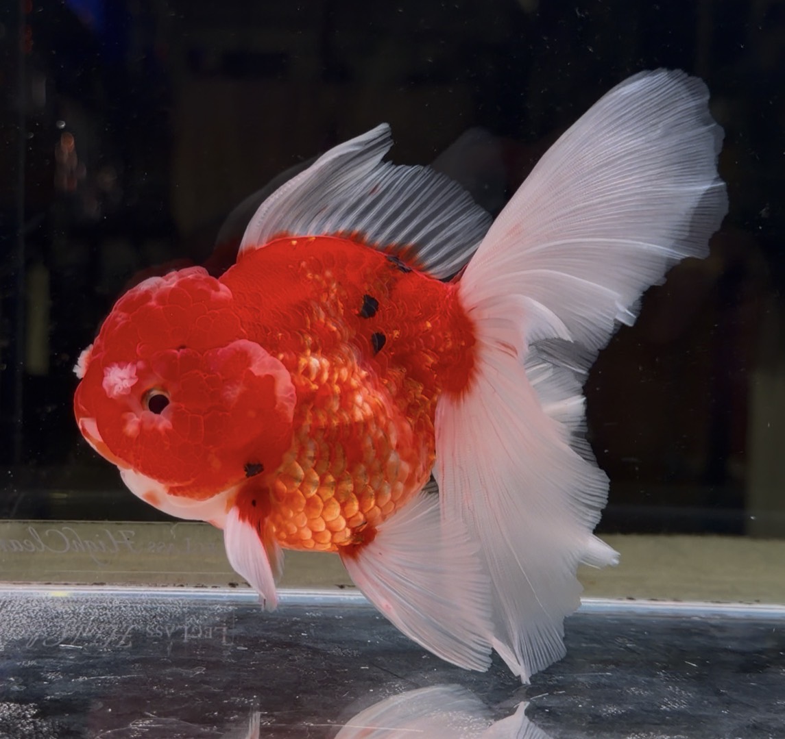 オランダ獅子頭