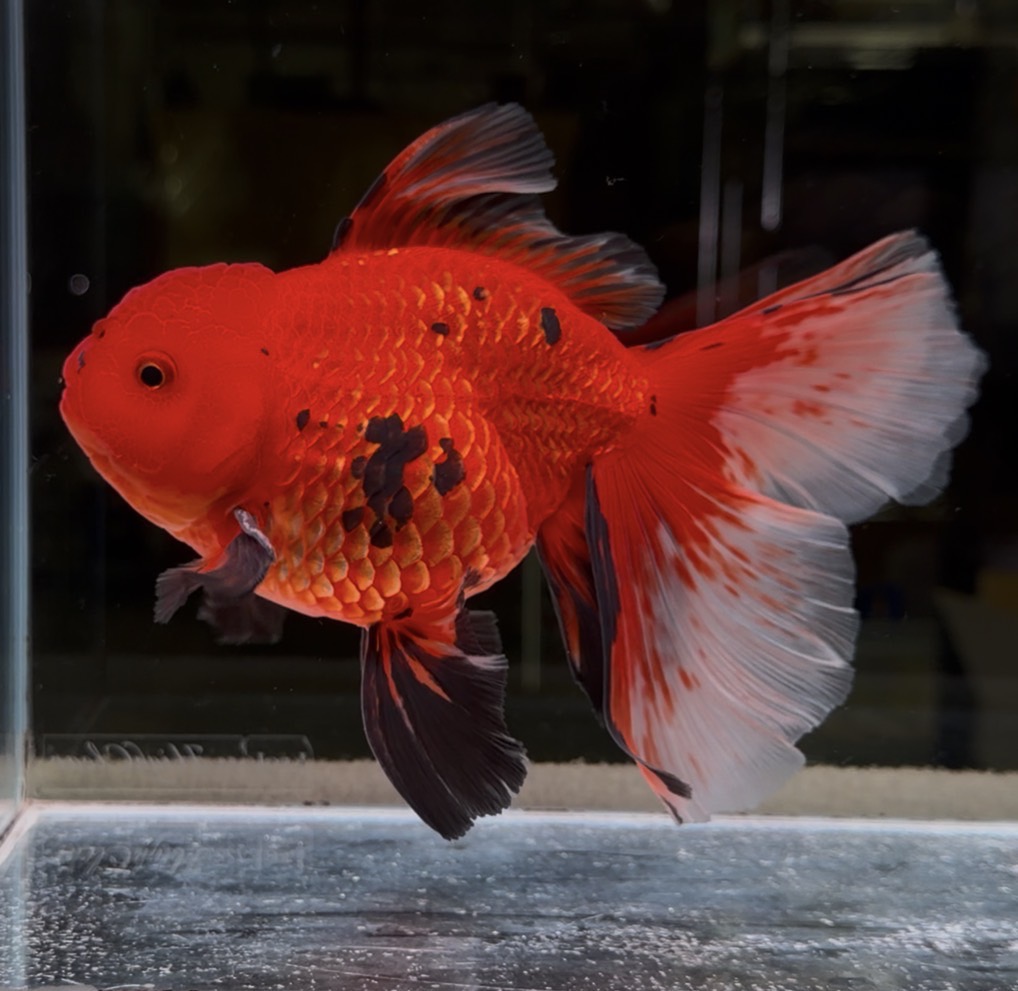 オランダ獅子頭