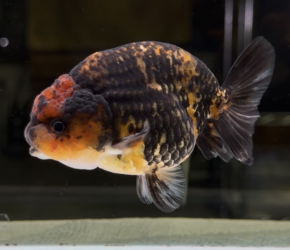 らんちゅう11匹 金魚王子】キリンらんちゅう 11cm前後 (個体番号：cde691) 金魚